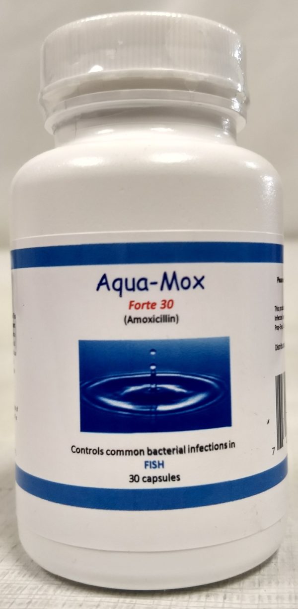 Fish Mox Forte 500mg 30 Amoxicillin Capsules for Fish