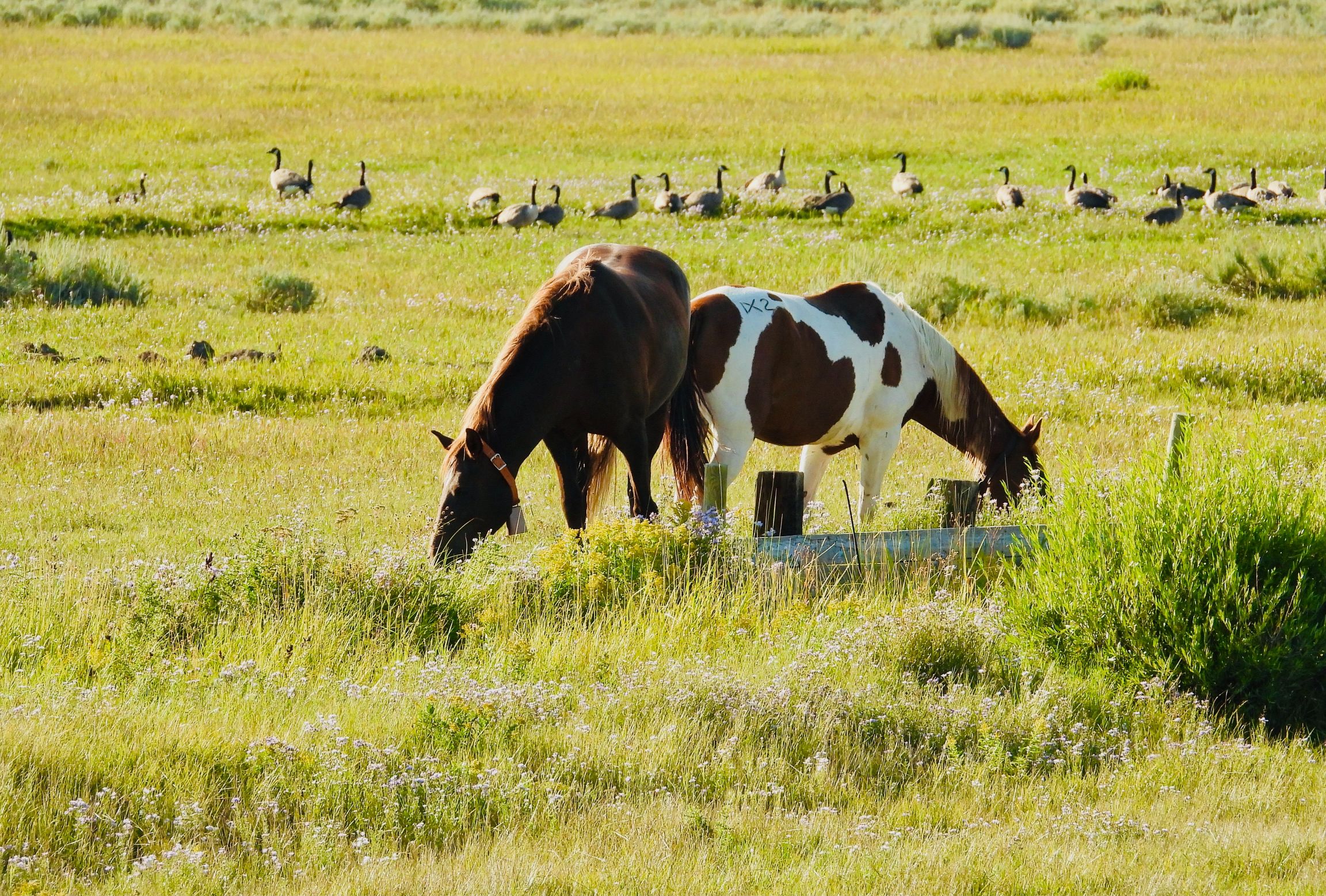 How to Choose the Right Horse Supplement