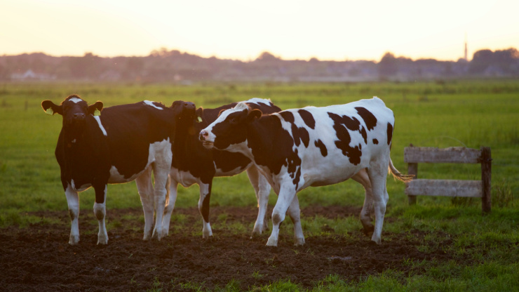 Huber’s Animal Health: Your Go-To Choice for Livestock Store Supplies