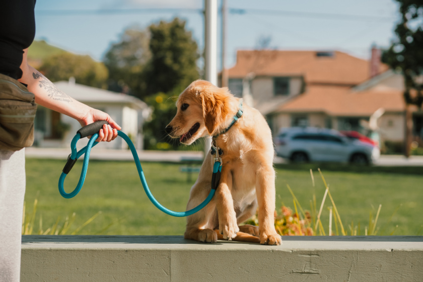 Find the Best Animal Accessories at Huber’s Animal Health Retail Store