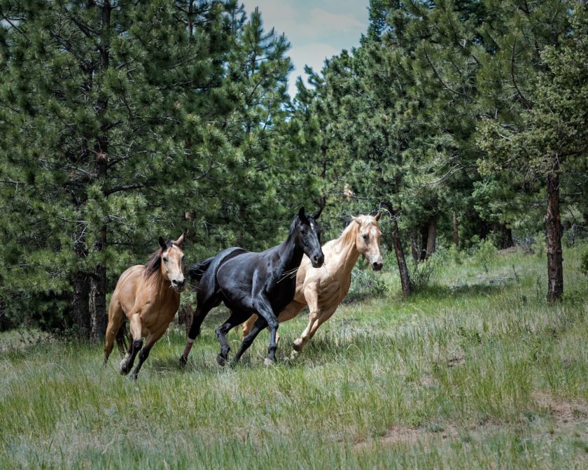 Caring for Your Horses Made Easy: Must-Have Animal Health Supplies