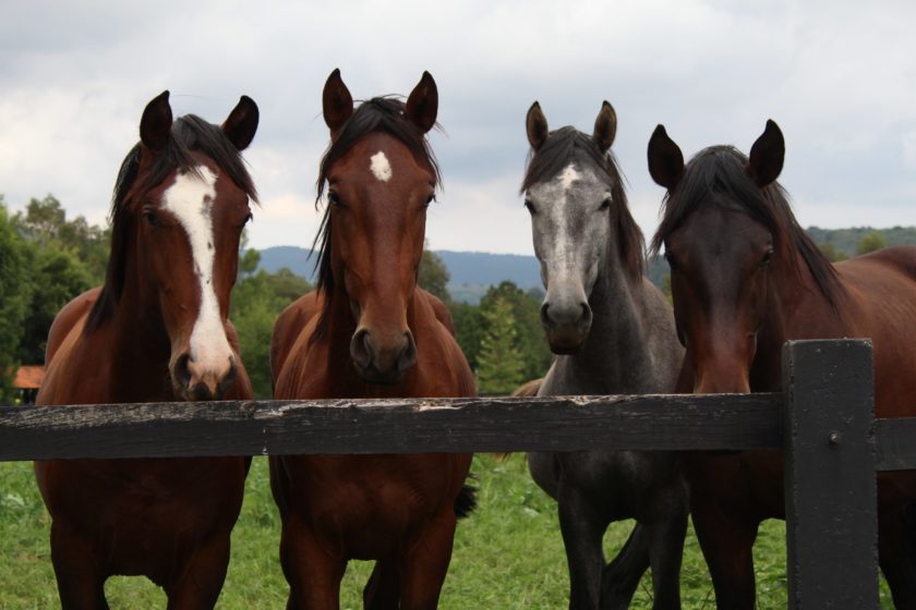 Your Guide to High-Quality Horse Animal Health Supplies