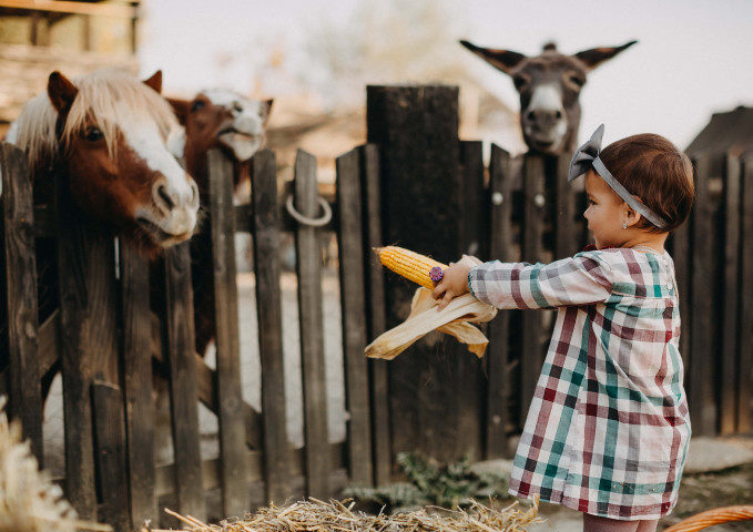 Preventing Common Livestock Health Issues with Proper Care and Supplies