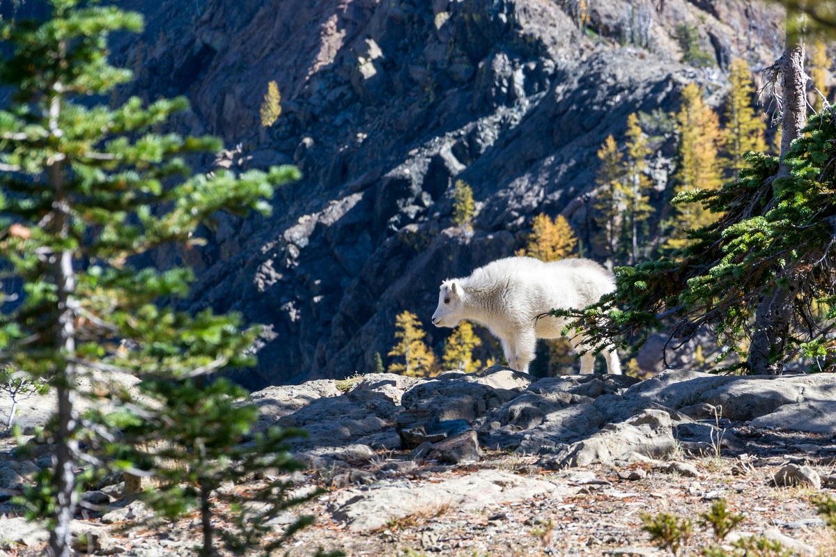 A Comprehensive Guide to Using Safeguard Goat Dewormer