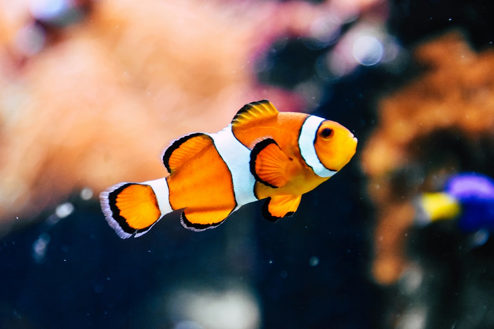 Fish Mox: A Guide to Antibiotics for Aquarium Fish