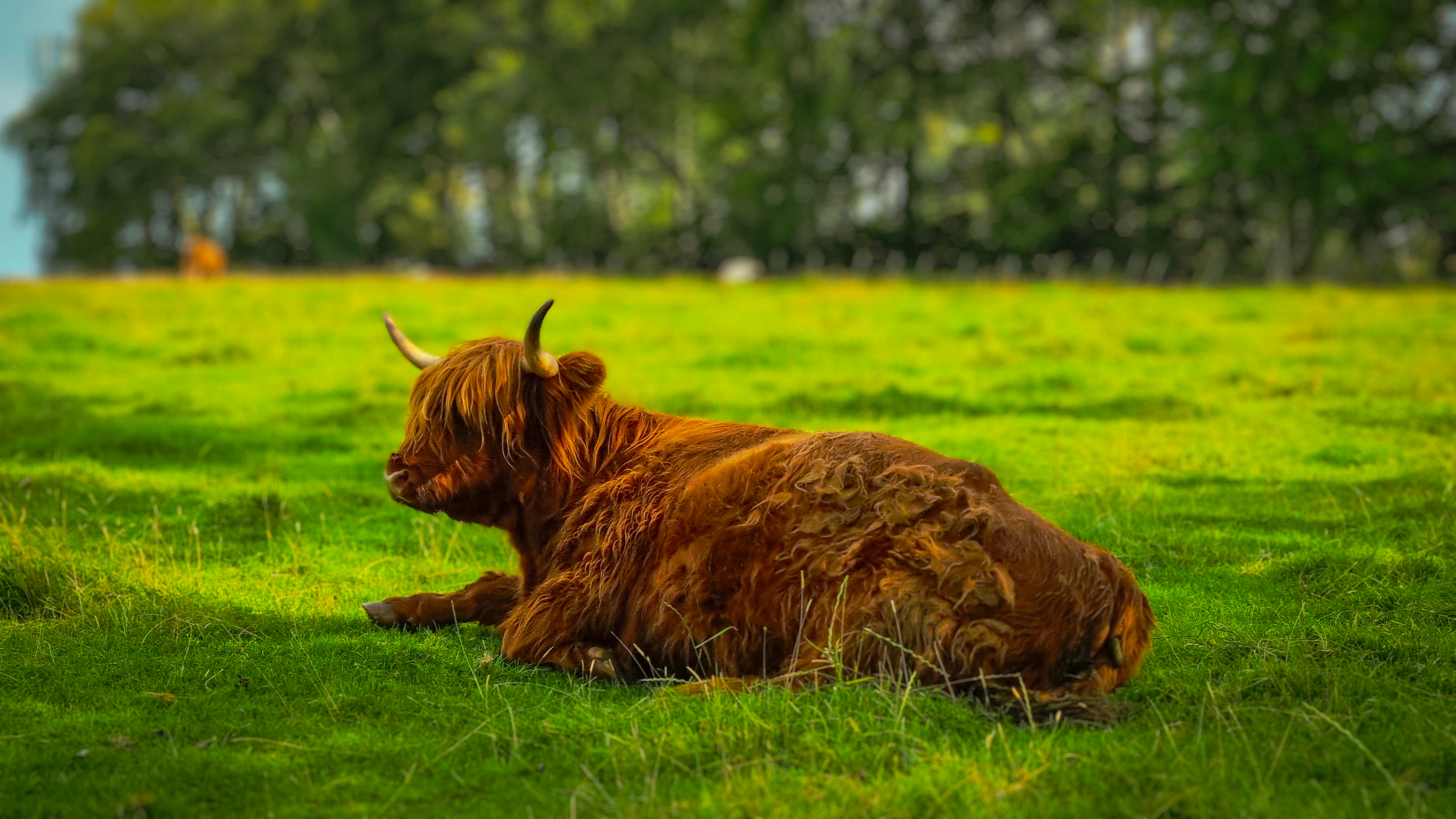 How to Identify and Treat Common Livestock Diseases