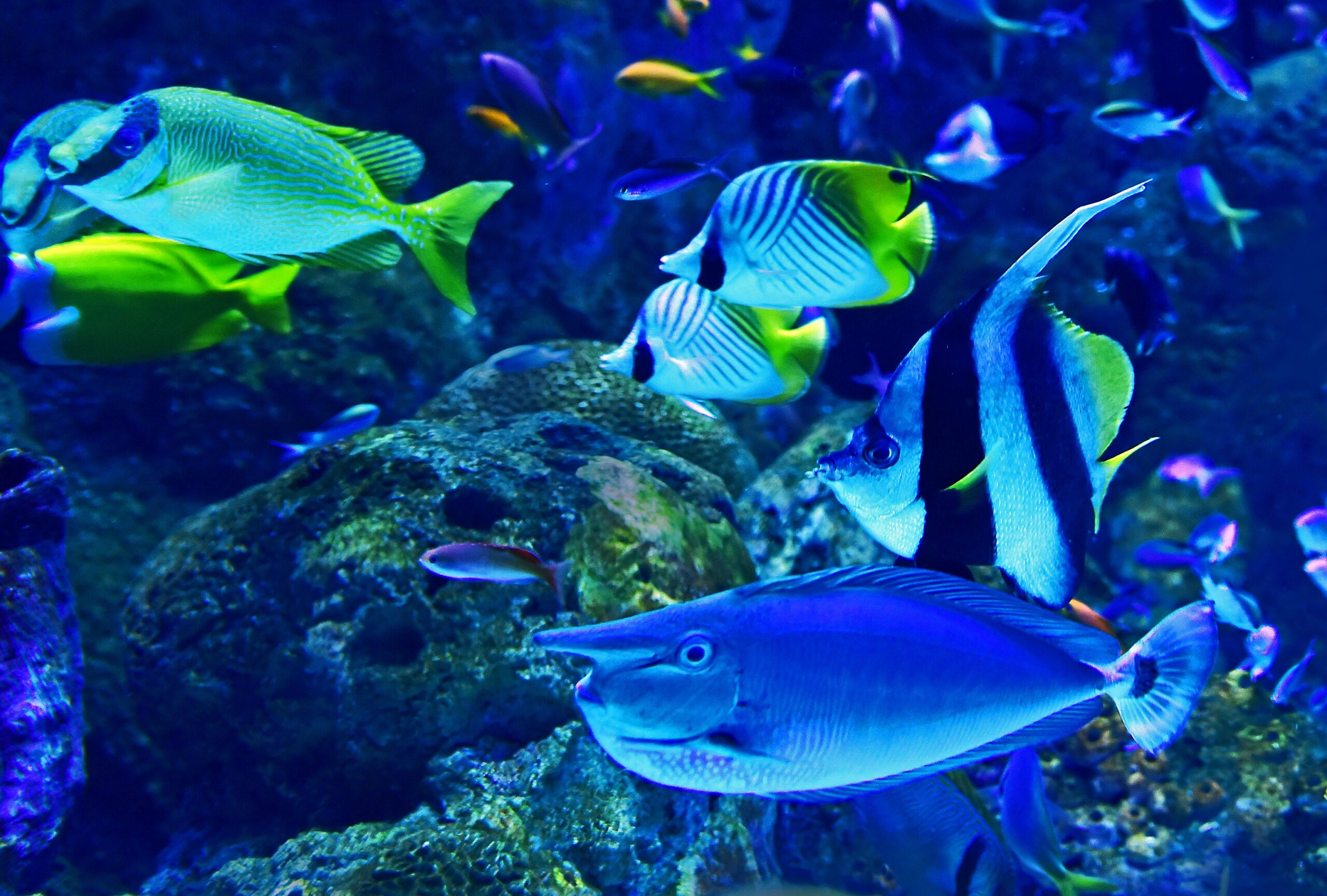 Using Fish Amoxicillin to Treat Aquarium Infections