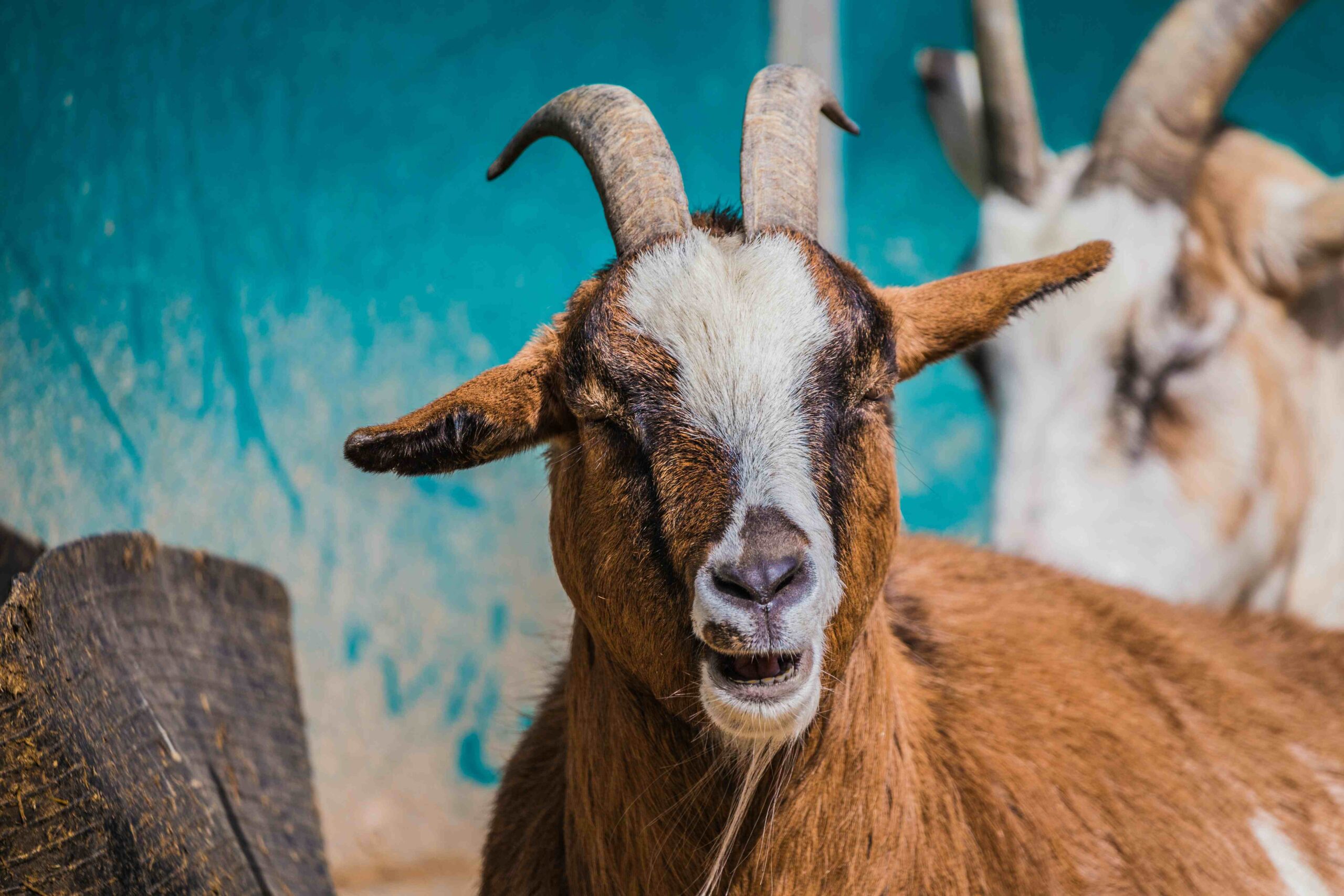 Protecting Your Livestock: How to Use Safeguard Goat Dewormer Properly