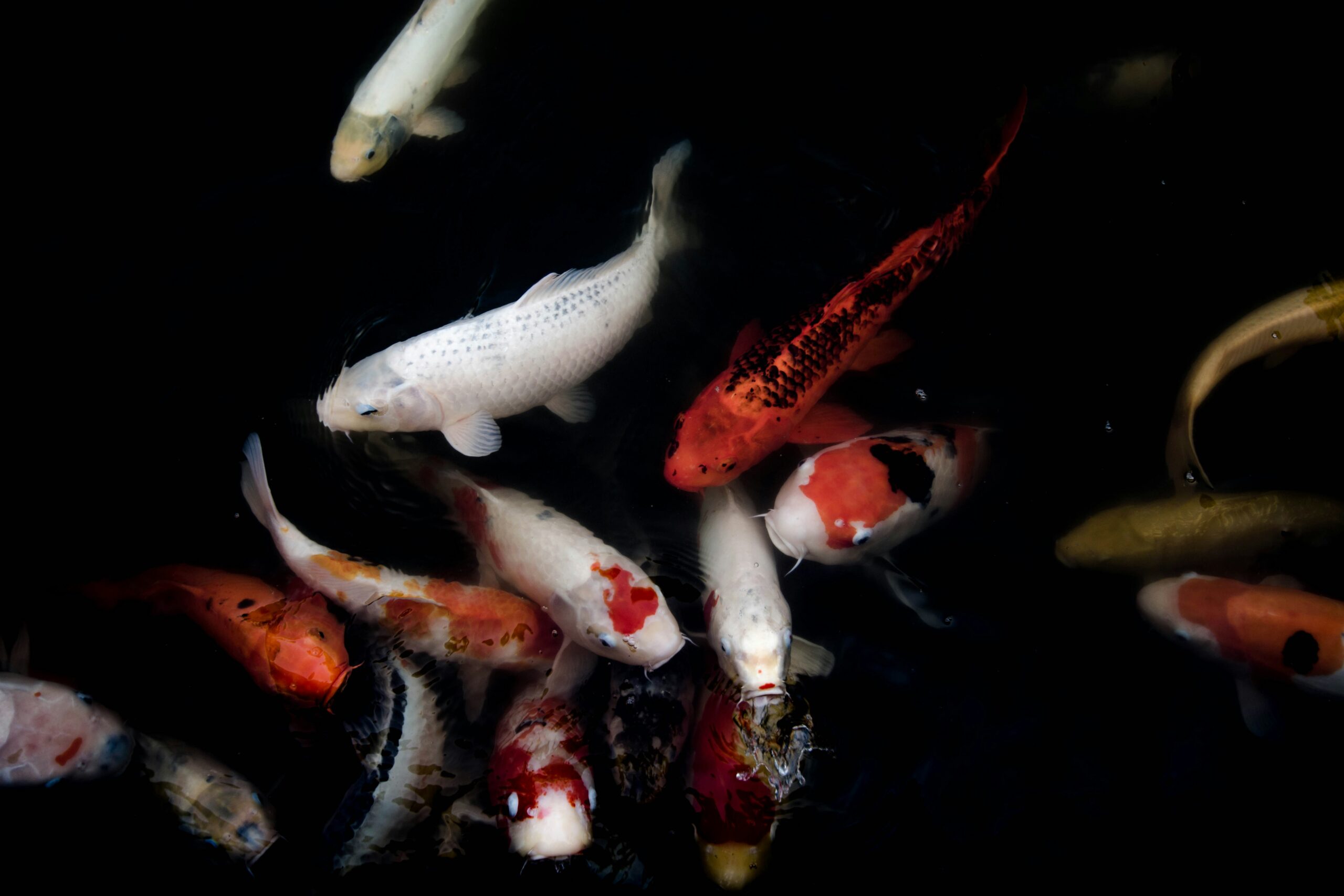 Fish Amoxicillin: What It Is and How to Use It Safely