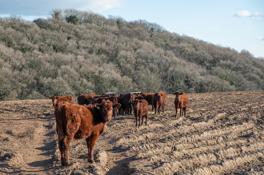How to Properly Store and Use Hay Bales for Livestock and Farming