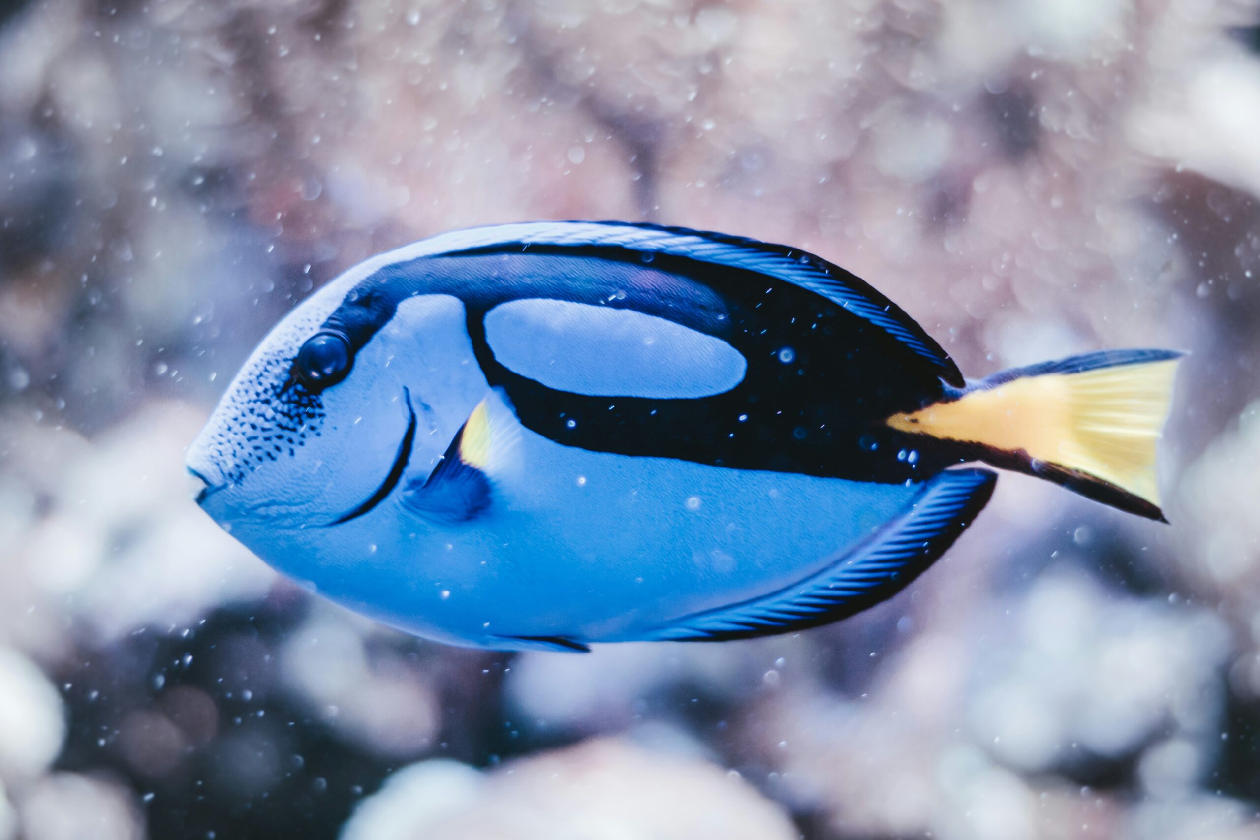 Fish Amoxicillin vs. Human Antibiotics: What You Need to Know