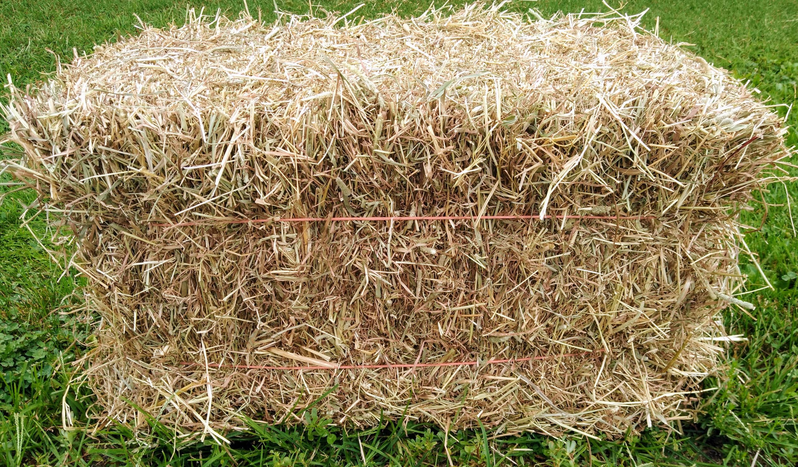 Hay Hay | Definition, Grass, Bale, & Facts | Britannica main image 3